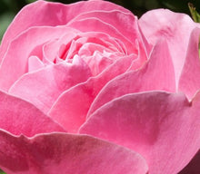 Naložite sliko v pregledovalnik galerije, Fresh rose vrtnica joga dusevno zdravje satye sai baba meditacija
